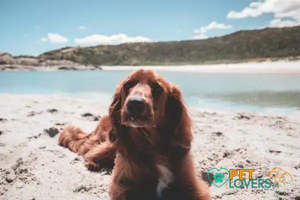 Curiosities About the English Setter: Fascinating Traits and History