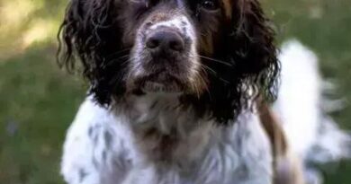 Curiosities About the English Springer Spaniel You Must Know