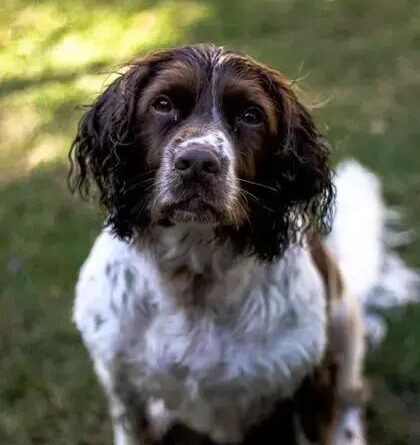 Curiosities About the English Springer Spaniel You Must Know