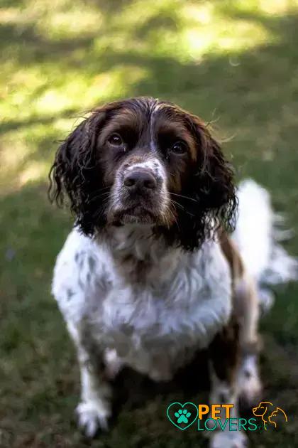 Curiosities About the English Springer Spaniel You Must Know