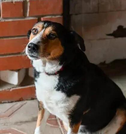 Curiosities about the Entlebucher Mountain Dog: Discover Fun Facts