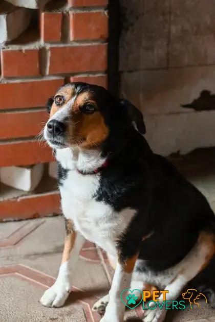 Curiosities about the Entlebucher Mountain Dog: Discover Fun Facts