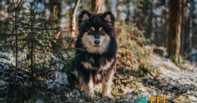 Curiosities About the Finnish Lapphund: Discover This Unique Breed