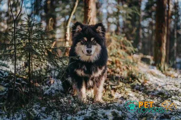 Curiosities About the Finnish Lapphund: Discover This Unique Breed