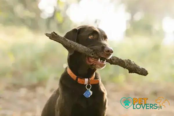 Curiosities about the Flat-Coated Retriever: Discover Fascinating Facts Now