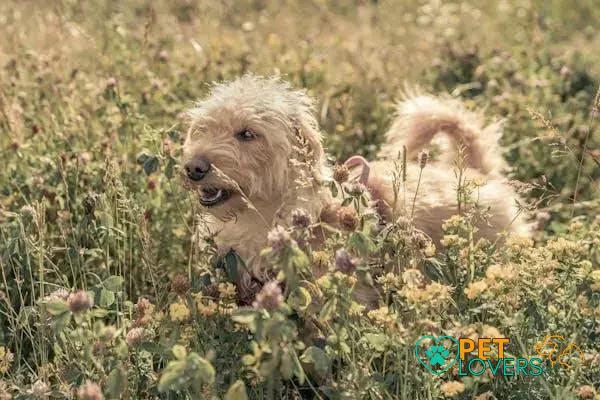 Curiosities about the Fox Terrier: Discover Fun Facts Now!