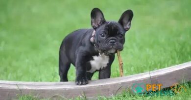 Curiosities About the French Bulldog: Discover Fascinating Facts!