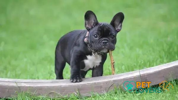 Curiosities About the French Bulldog: Discover Fascinating Facts!