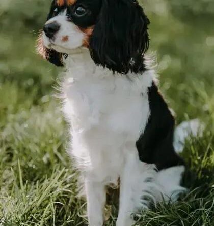 Curiosities about the French Spaniel: Discover Their Unique Traits