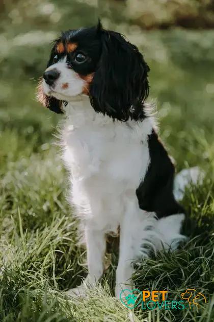 Curiosities about the French Spaniel: Discover Their Unique Traits