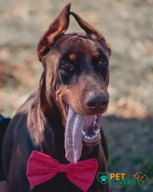 Curiosities About the German Pinscher: Must-Know Facts