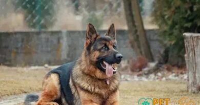 Curiosities About the German Shepherd: Discover Amazing Facts