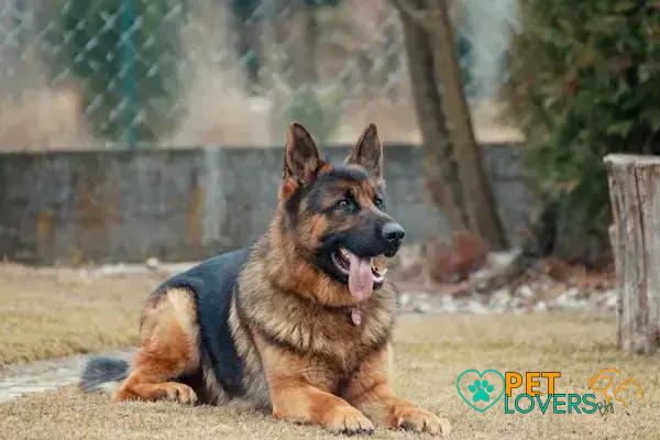 Curiosities About the German Shepherd: Discover Amazing Facts