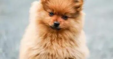 Curiosities About the German Spitz: Discover the Unseen Traits