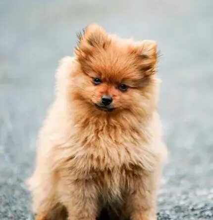 Curiosities About the German Spitz: Discover the Unseen Traits