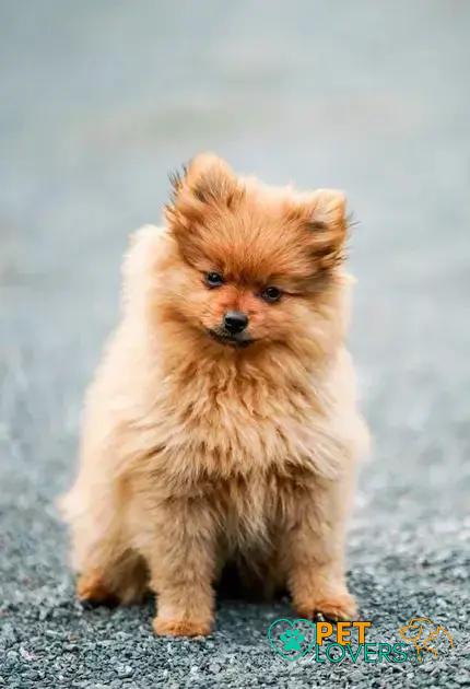 Curiosities About the German Spitz: Discover the Unseen Traits