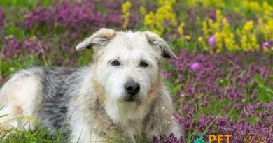 Curiosities about the Glen of Imaal Terrier: Fascinating Facts