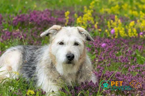 Curiosities about the Glen of Imaal Terrier: Fascinating Facts