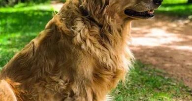 Curiosities about the Golden Retriever: Discover Fun and Fascinating Facts