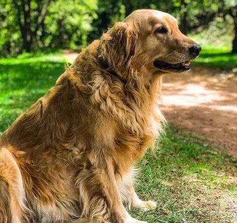 Curiosities about the Golden Retriever: Discover Fun and Fascinating Facts