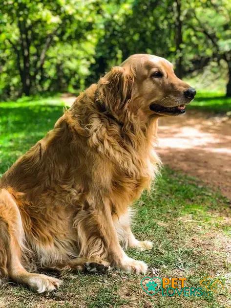 Curiosities about the Golden Retriever: Discover Fun and Fascinating Facts