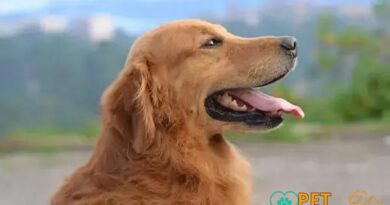 Curiosities About the Golden Retriever You Didn't Know About