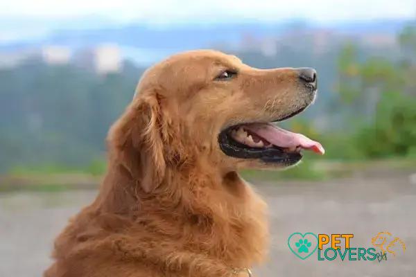 Curiosities About the Golden Retriever You Didn't Know About