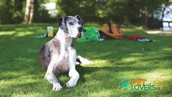 Curiosities About the Great Dane: Surprising Facts You Need to Know