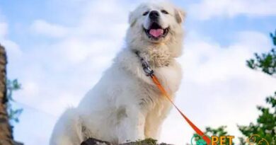 Curiosities About the Great Pyrenees: Surprising Facts Unveiled