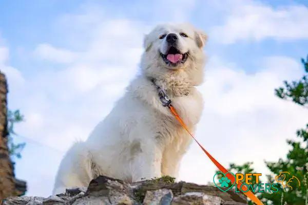 Curiosities About the Great Pyrenees: Surprising Facts Unveiled