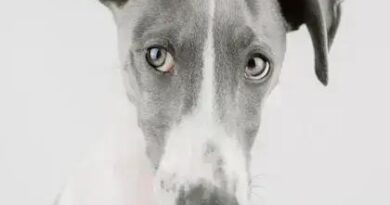 Curiosities About the Greyhound: Discover Fascinating Facts Now