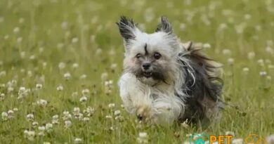 Curiosities about the Havanese: Discover Fascinating Facts about This Breed