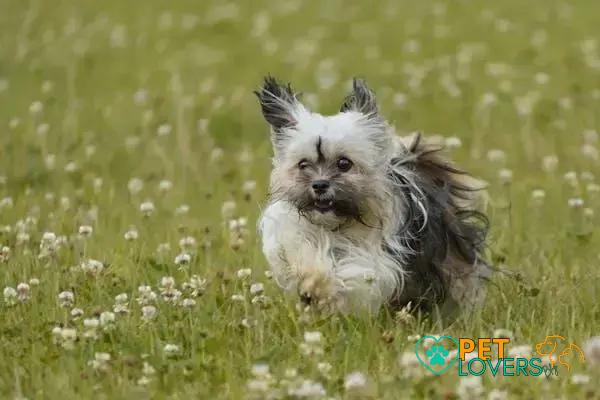 Curiosities about the Havanese: Discover Fascinating Facts about This Breed