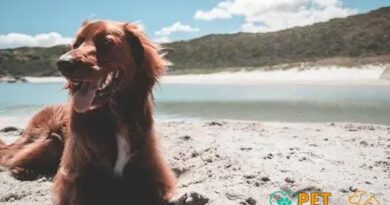 Curiosities About the Irish Setter: Discover Fascinating Facts!