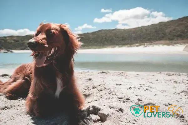 Curiosities About the Irish Setter: Discover Fascinating Facts!