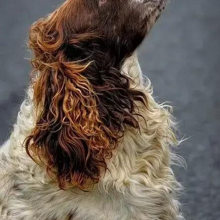 Curiosities about the Irish Water Spaniel: Fun Facts You Didn't Know