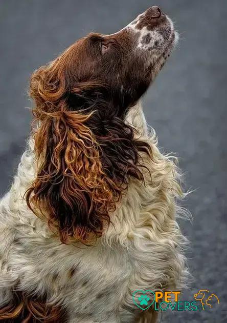 Curiosities about the Irish Water Spaniel: Fun Facts You Didn't Know