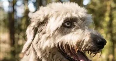 Curiosities About the Irish Wolfhound: Fascinating Facts to Uncover