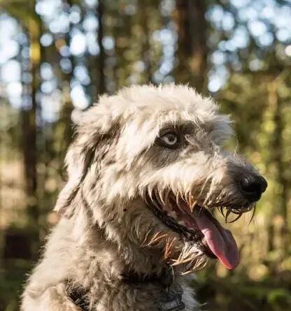 Curiosities About the Irish Wolfhound: Fascinating Facts to Uncover