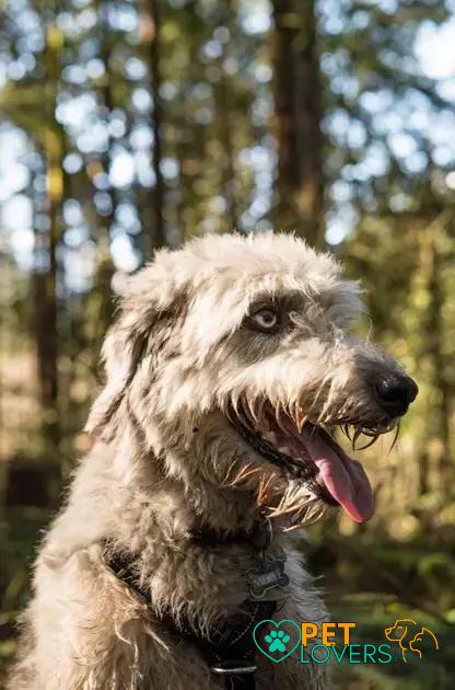 Curiosities About the Irish Wolfhound: Fascinating Facts to Uncover