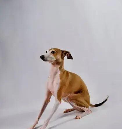 Curiosities about the Italian Greyhound: Discover Interesting Facts!