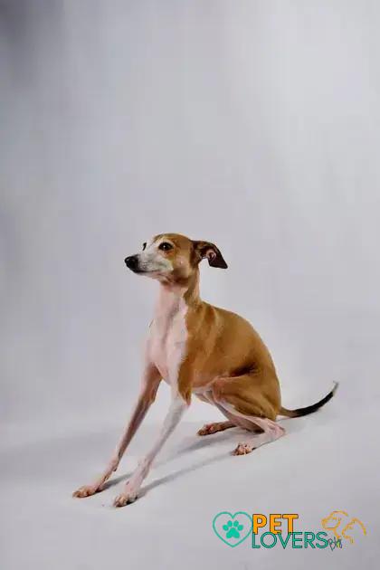 Curiosities about the Italian Greyhound: Discover Interesting Facts!