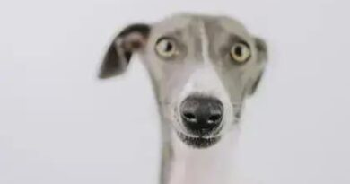 Curiosities About the Italian Greyhound: Fun Facts & Unique Traits