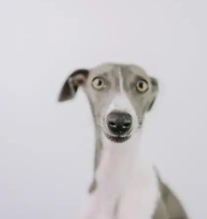 Curiosities About the Italian Greyhound: Fun Facts & Unique Traits