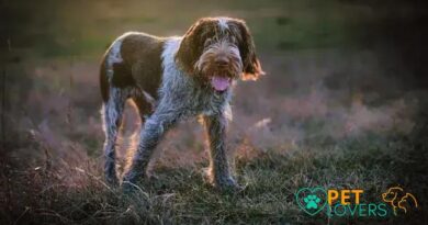 Curiosities About the Italian Spinone: Discover This Loving, Unique Breed