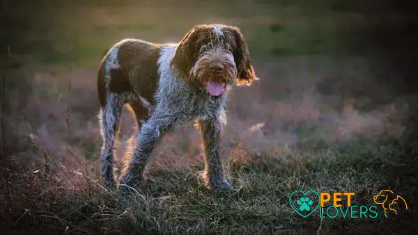 Curiosities About the Italian Spinone: Discover This Loving, Unique Breed