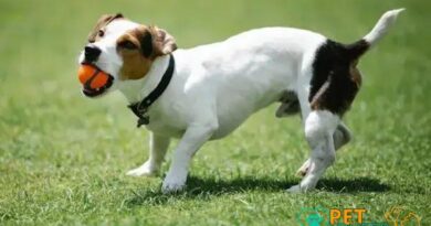 Curiosities About the Jack Russell Terrier: Fun Facts Revealed