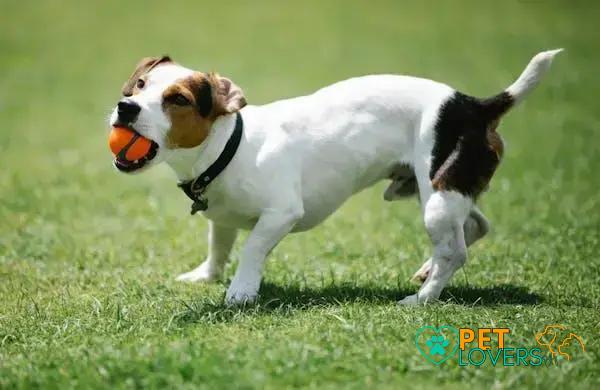 Curiosities About the Jack Russell Terrier: Fun Facts Revealed