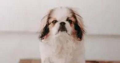 Curiosities about the Japanese Chin: Discover Their Fascinating Traits