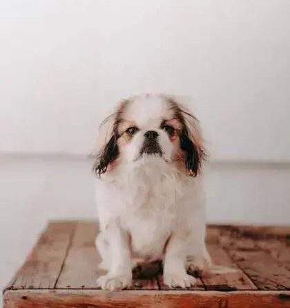 Curiosities about the Japanese Chin: Discover Their Fascinating Traits